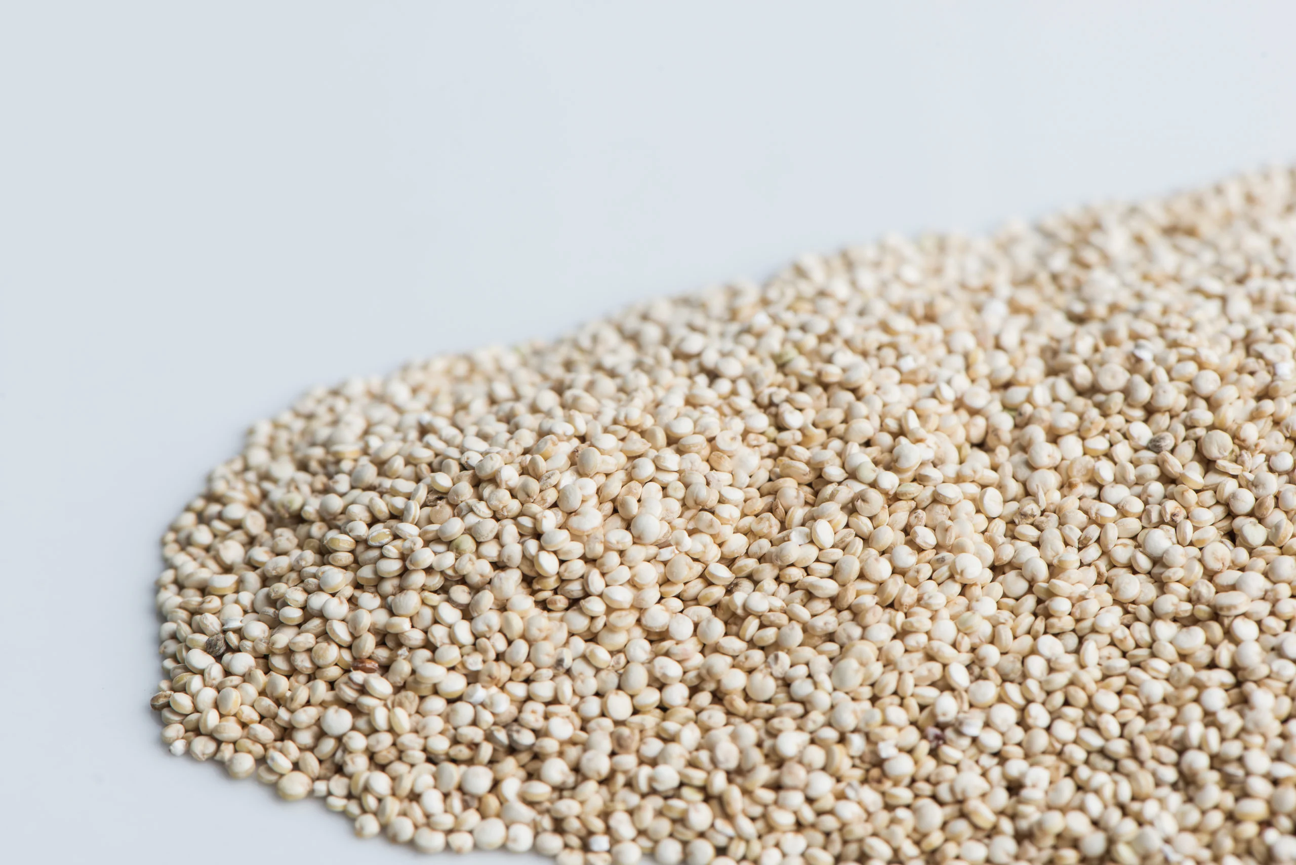 Quinoa Sprouting Seeds