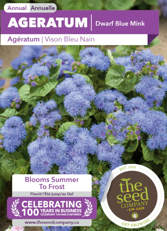 Ageratum | Dwarf Blue Mink - Image 2