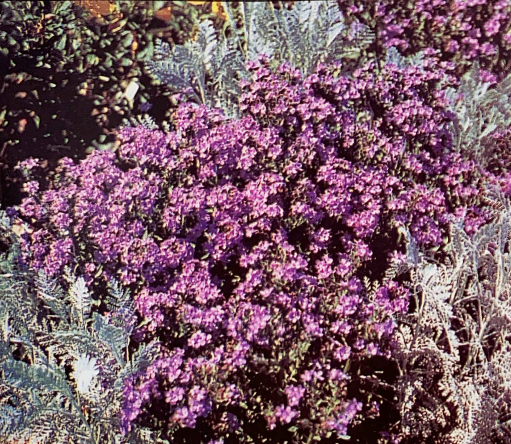 Anchusa | Blue Angel