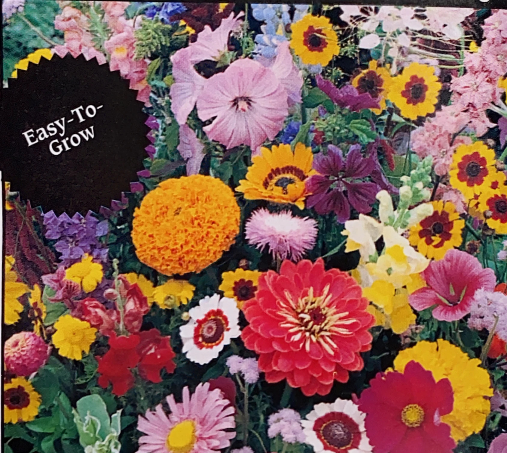 Cut Flower | Annual Mix - Image 2