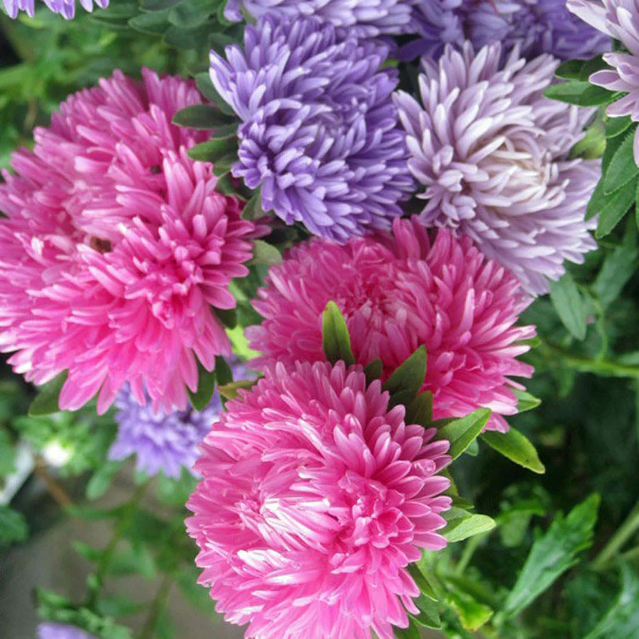 Aster | Giants of California