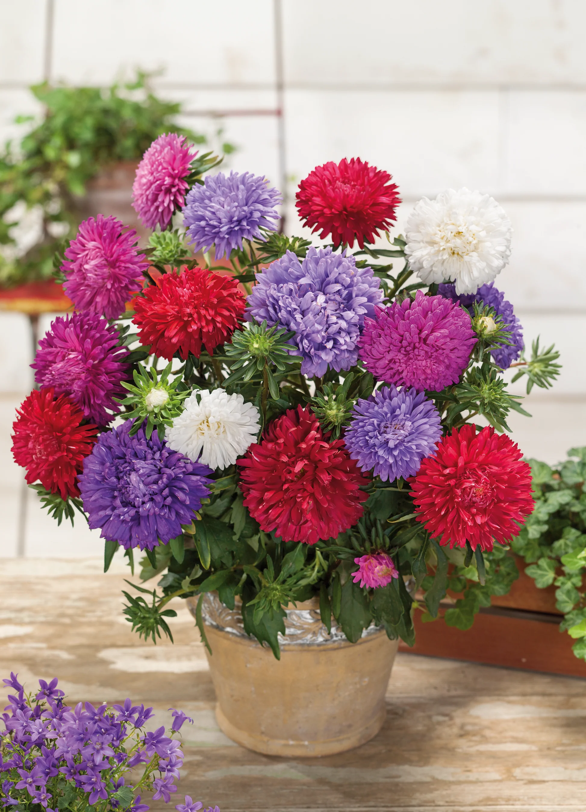 Aster | Powder Puff Mix