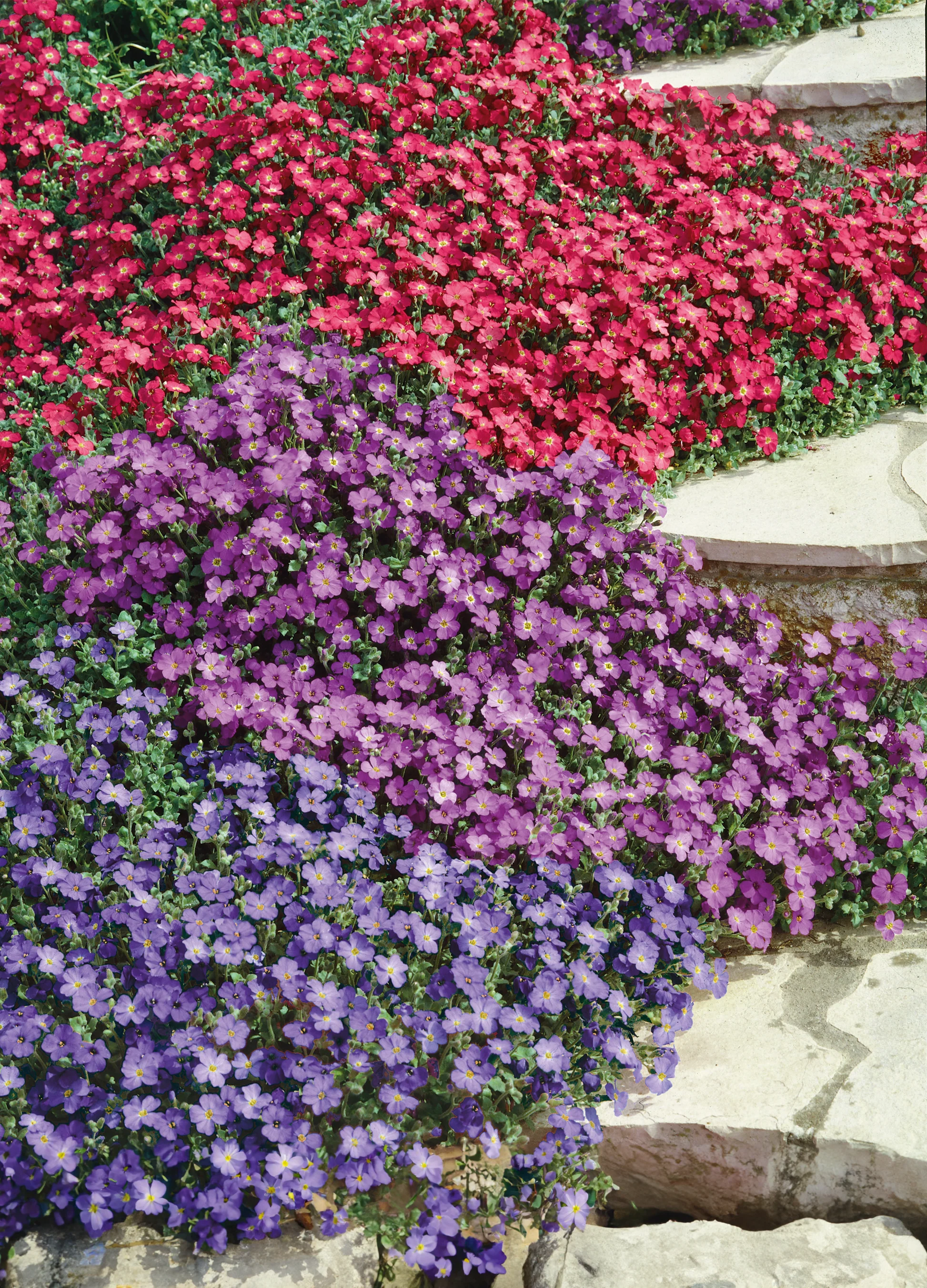 Aubrieta | Rainbow Rock Flower Mix