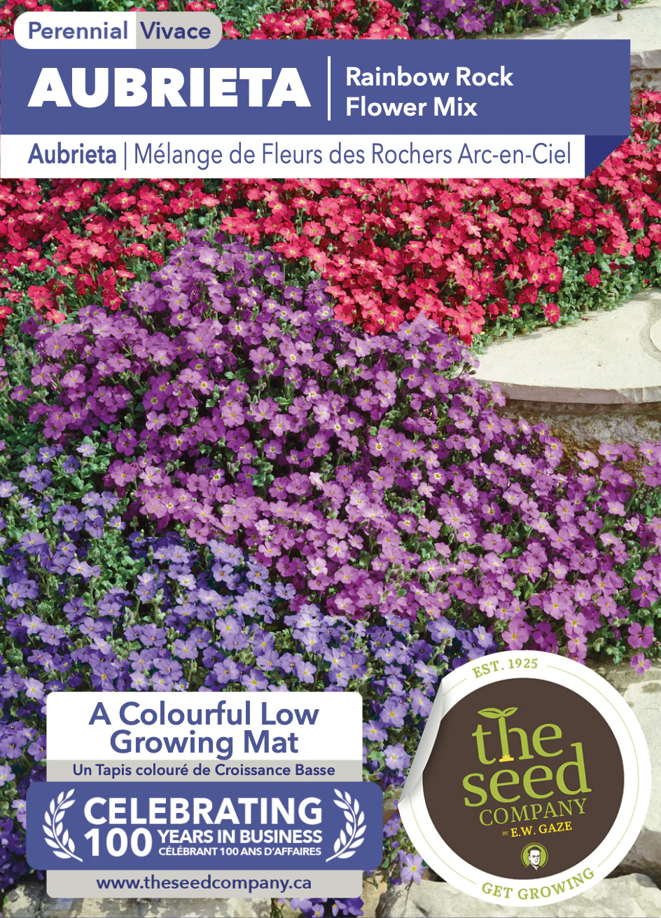 Aubrieta | Rainbow Rock Flower Mix - Image 2