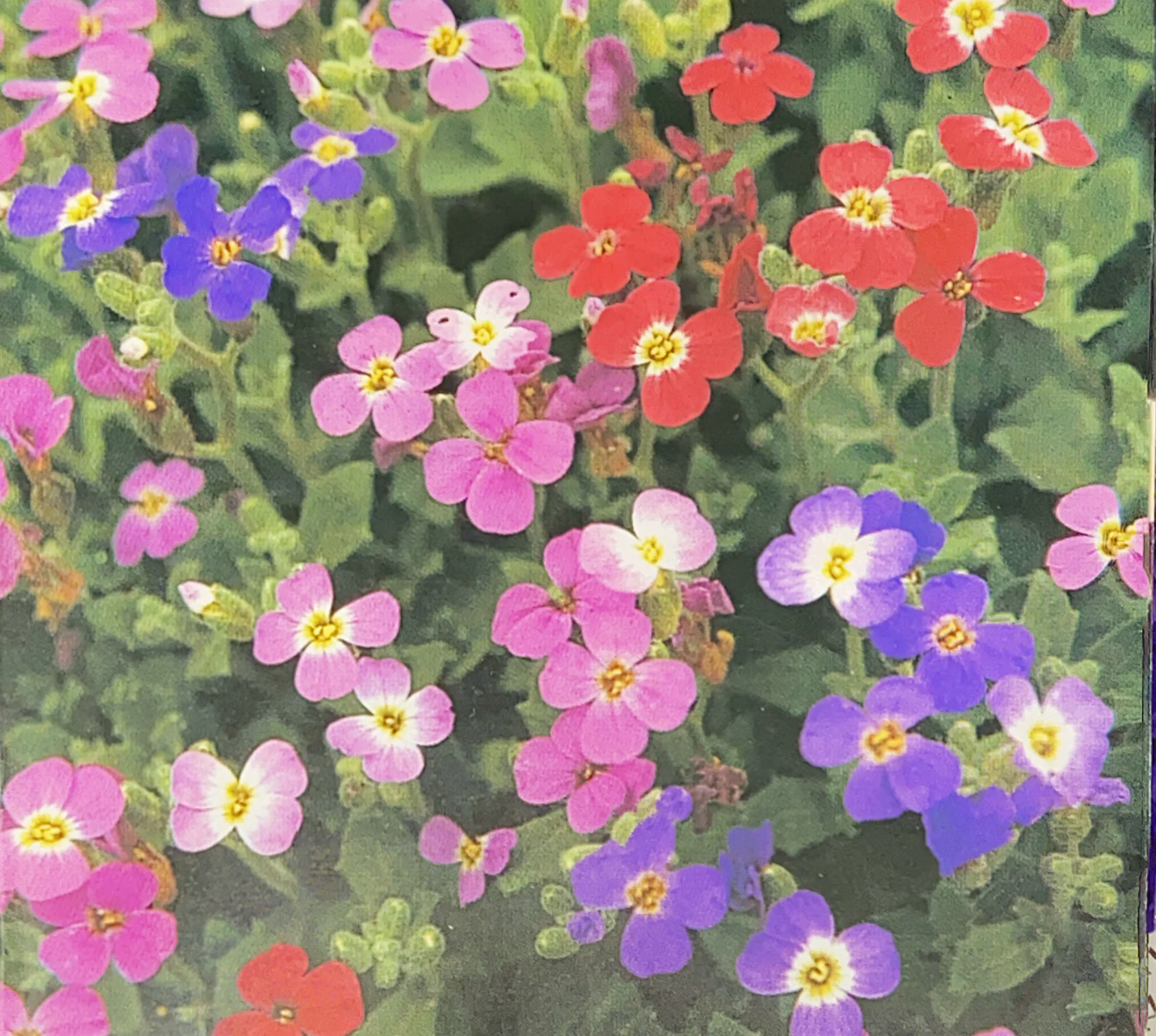 Aubrieta | Rainbow Rock Flower Mix - Image 3