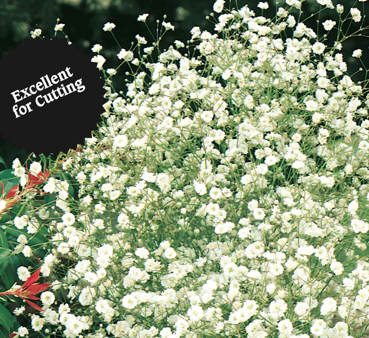 Baby's Breath | Gypsophila - Image 2