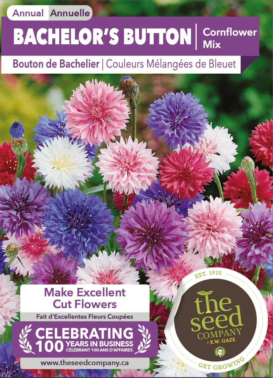 Bachelor's Button | Cornflower Mix - Image 2