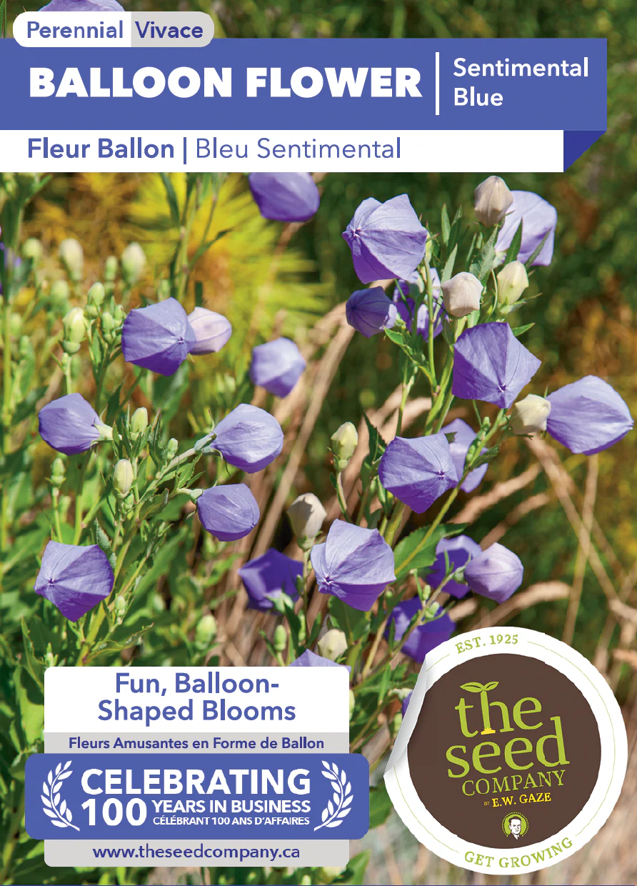 Balloon Flower | Sentimental Blue - Image 2