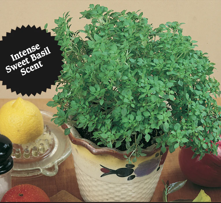 Basil | Spicy Globe - Image 2