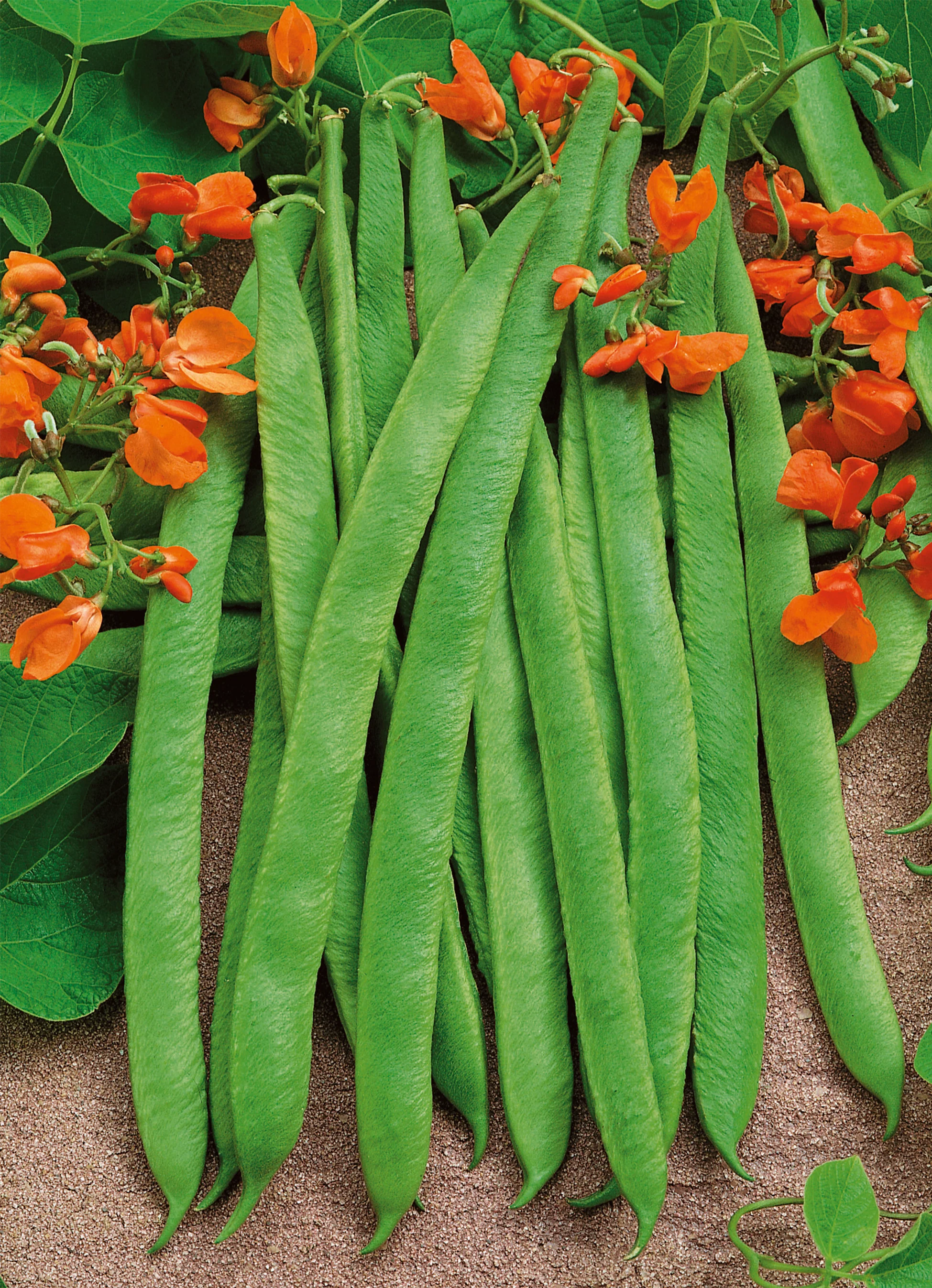 Pole Bean | Scarlet Runner