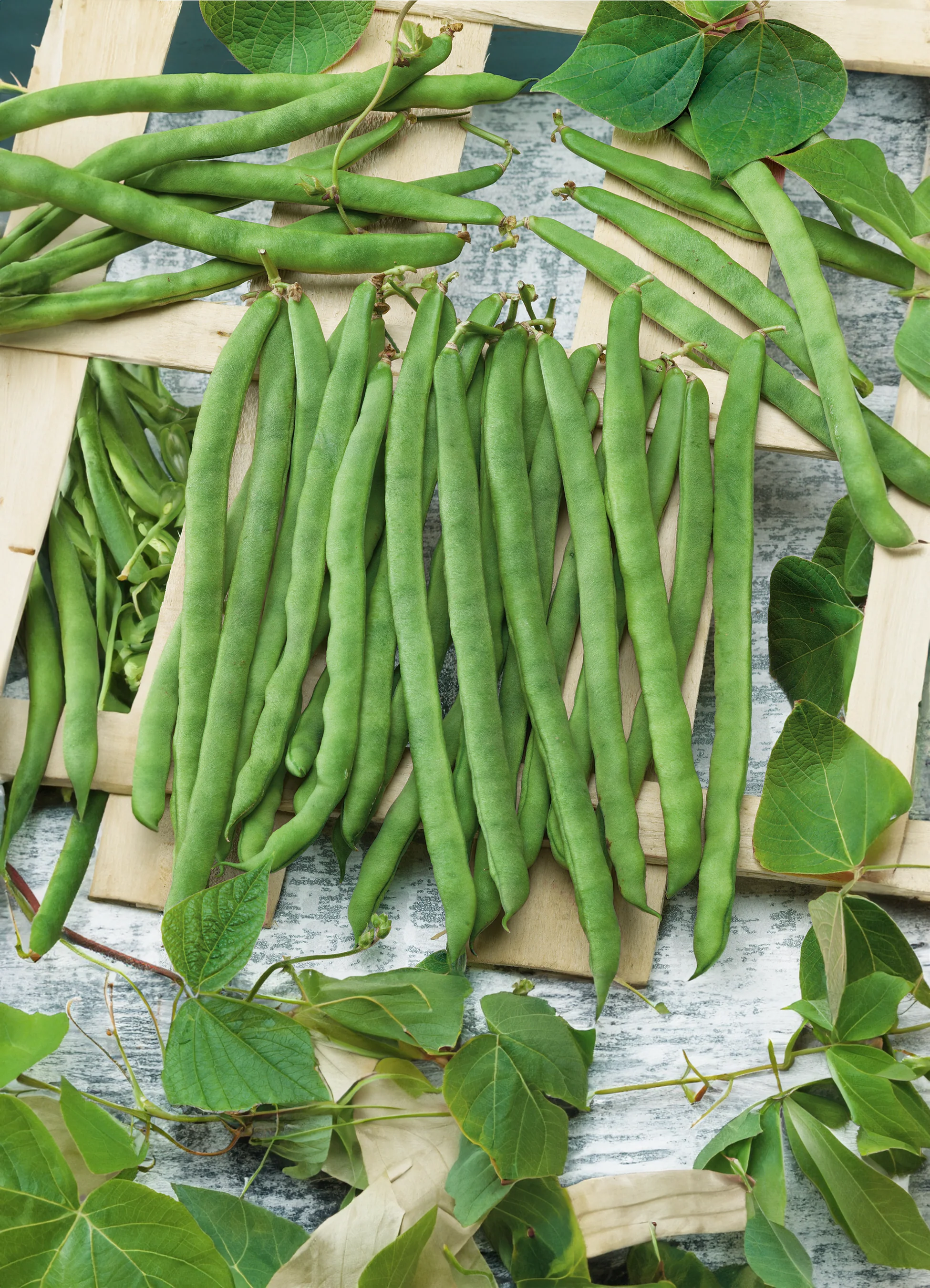 Pole Bean | Kentucky Wonder