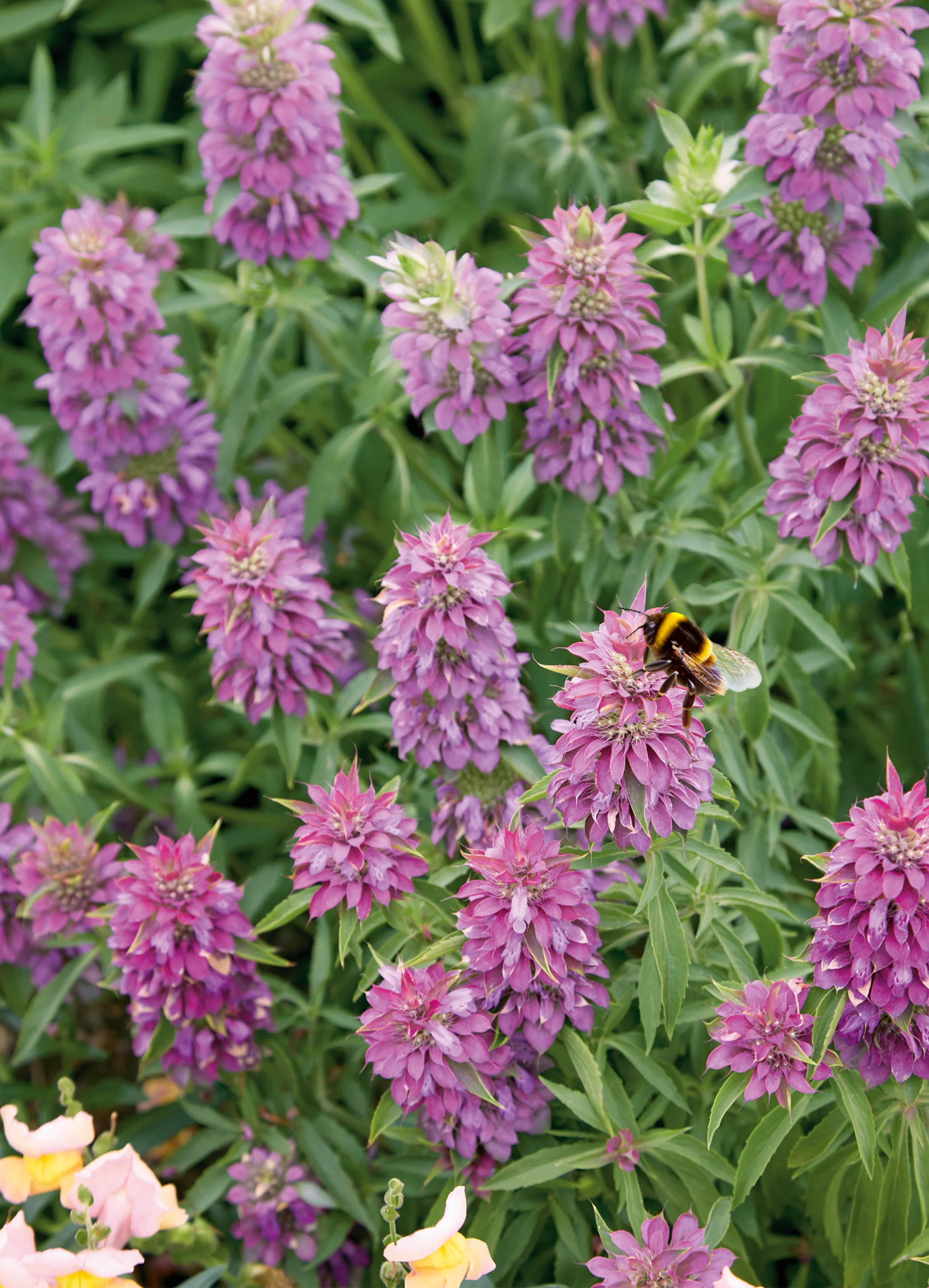 Bee Balm | Bergamot