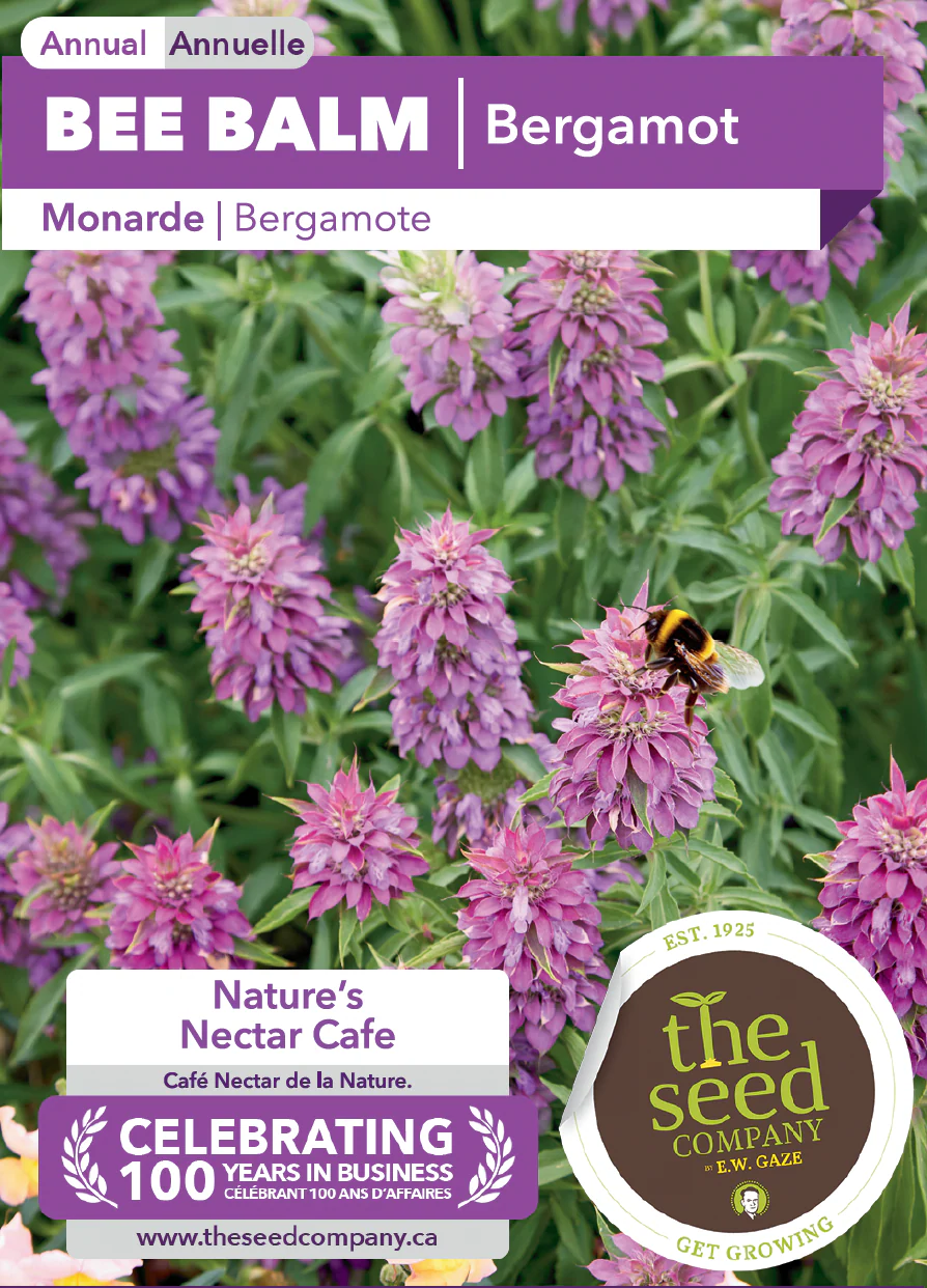 Bee Balm | Bergamot - Image 2