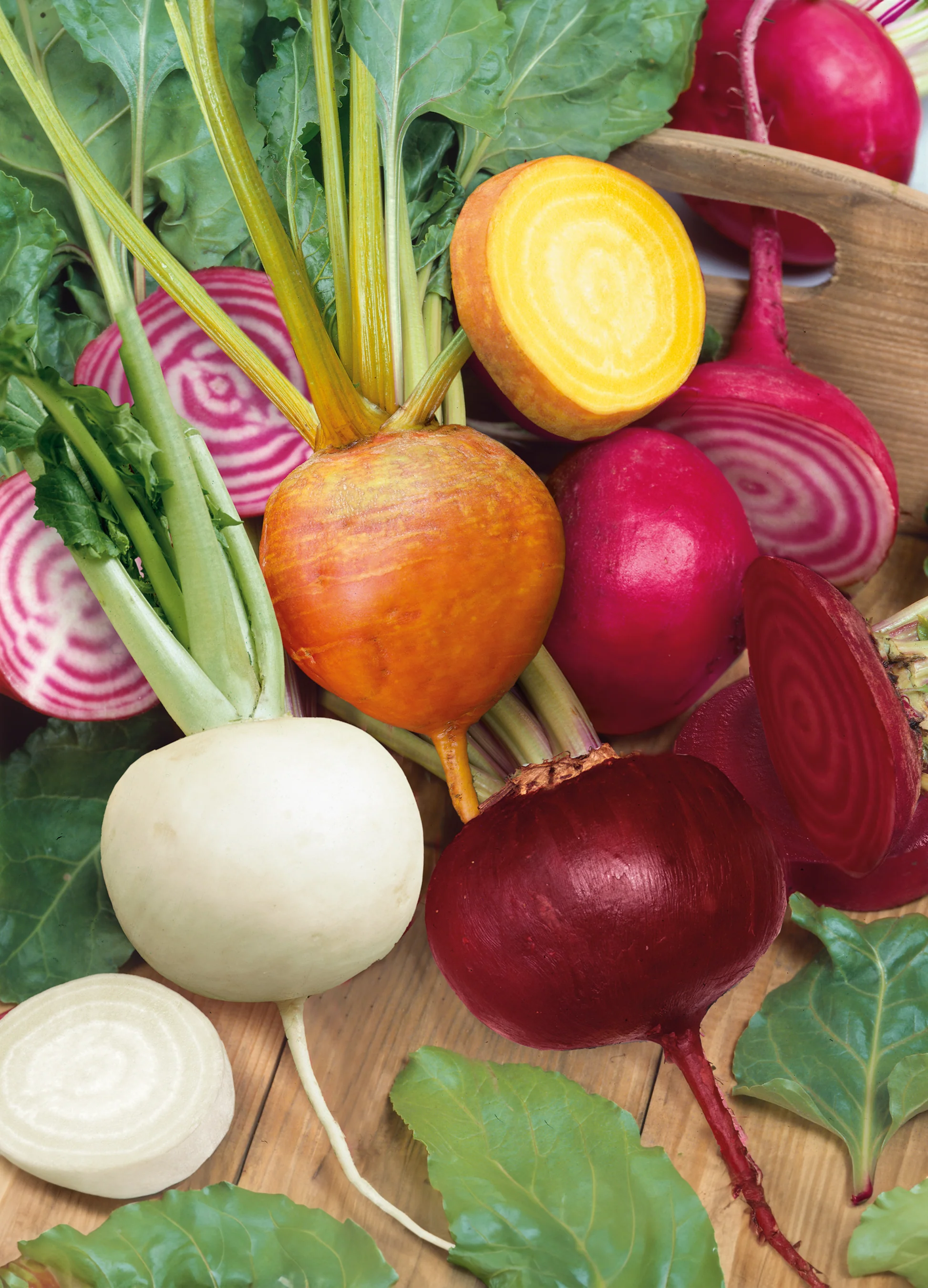 Beet | Rainbow Mix
