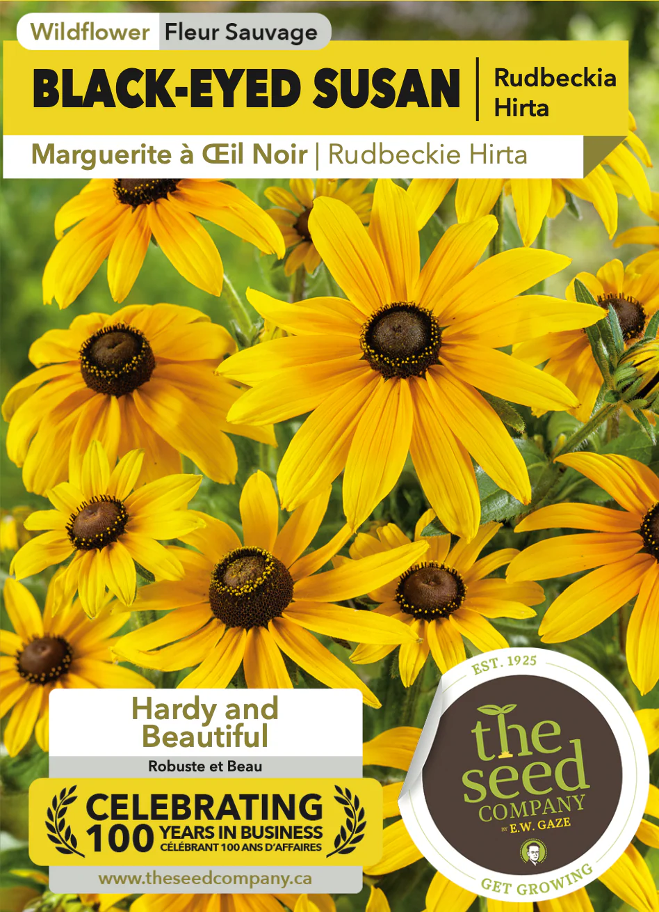 Black Eyed Susan | Rudbeckia Hirta - Image 2