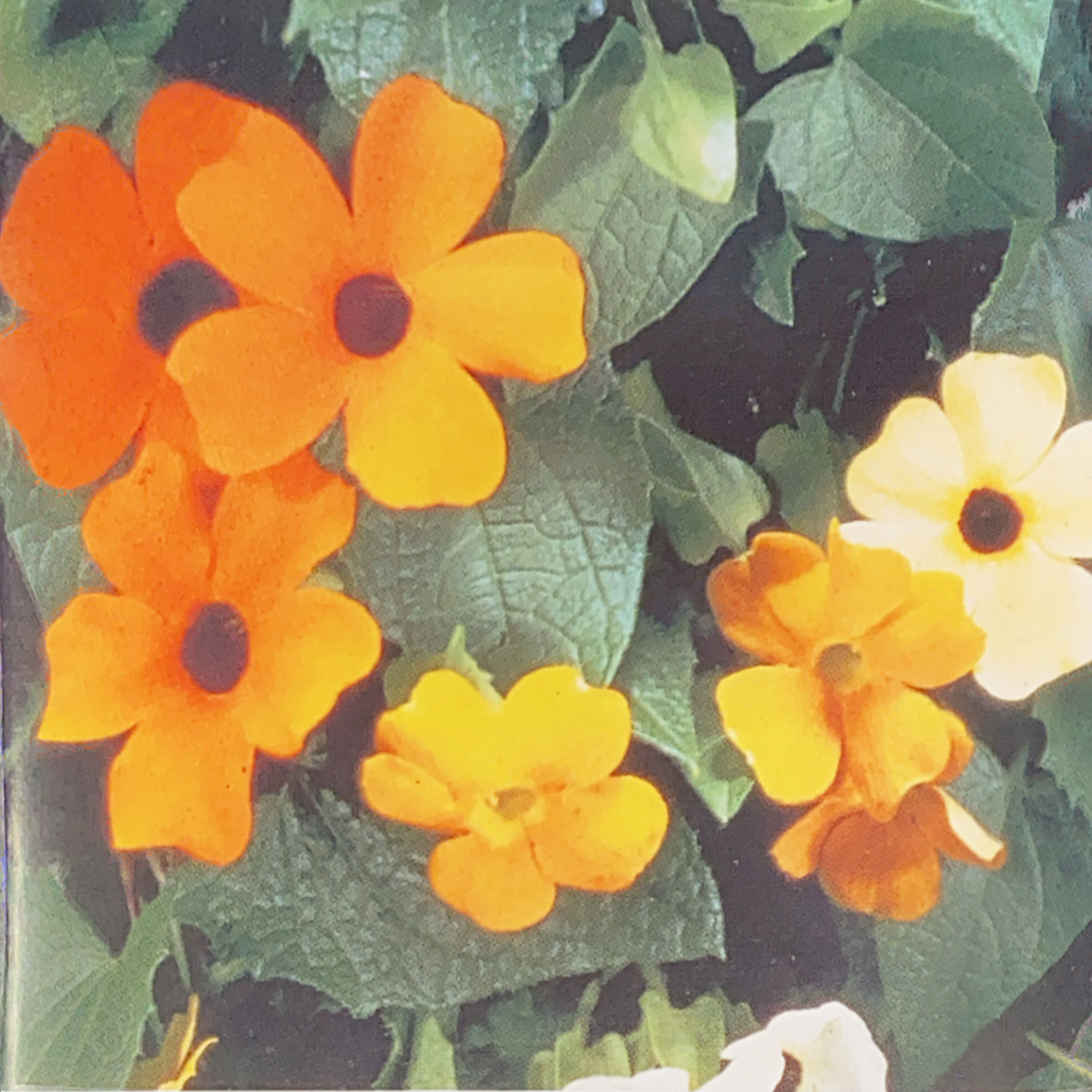Black Eyed Susan | Thunbergia (Vine)