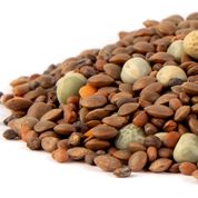 Brilliant Blend Sprouting Seeds
