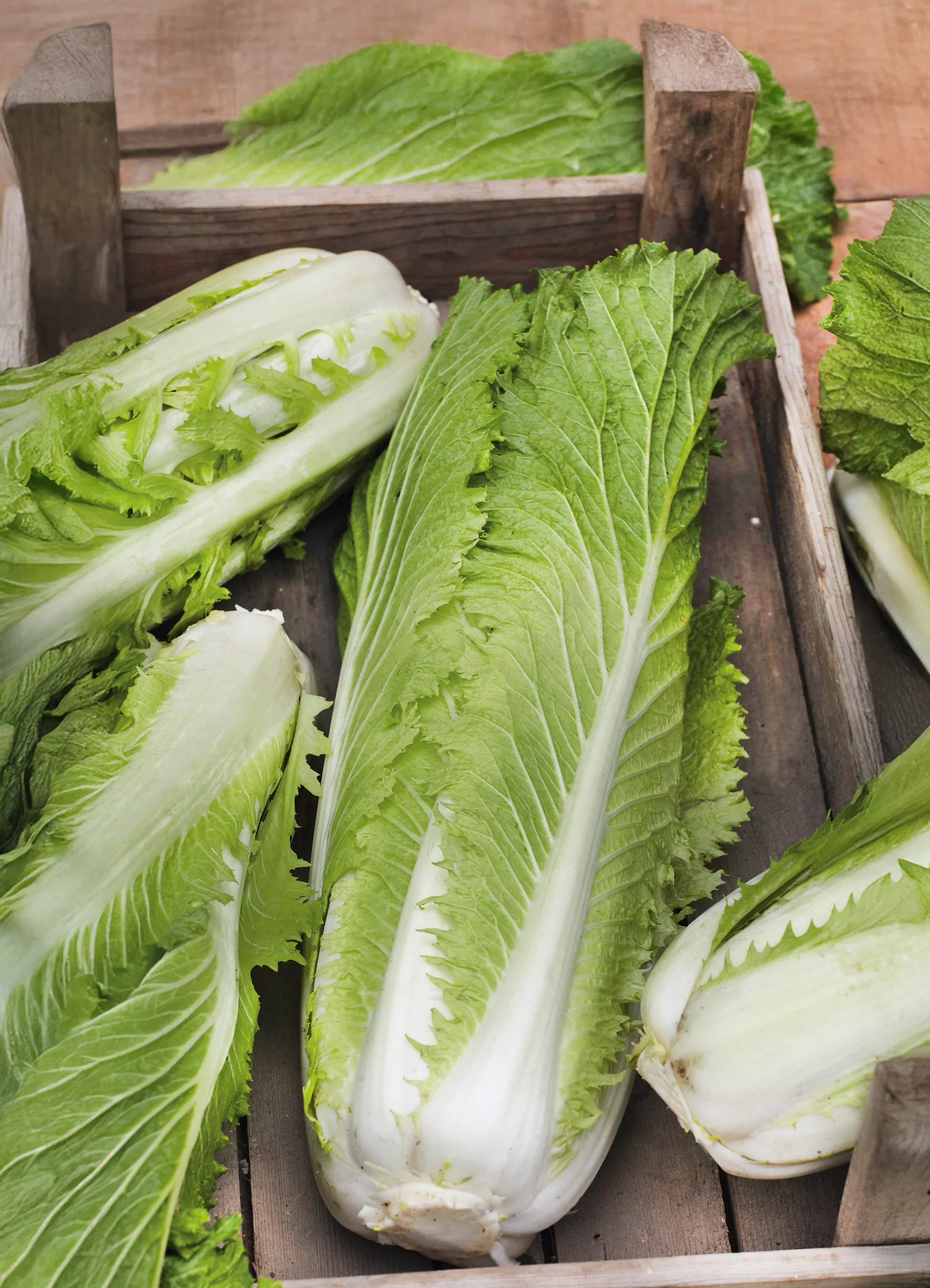 Chinese Cabbage | Napa Michihli