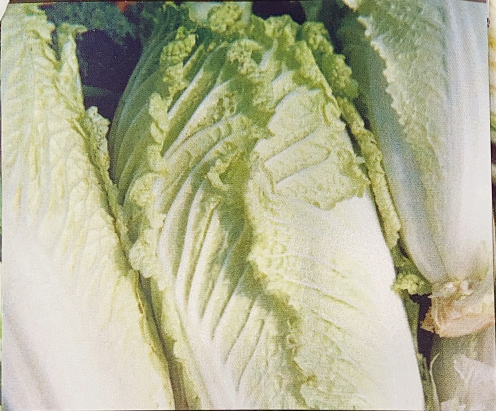 Chinese Cabbage | Napa Michihli - Image 2