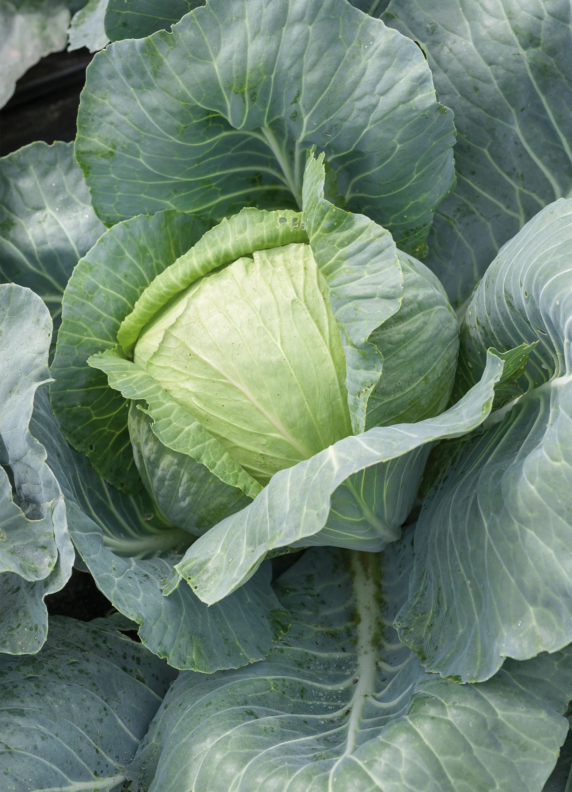 Cabbage | Copenhagen Market (Mid)