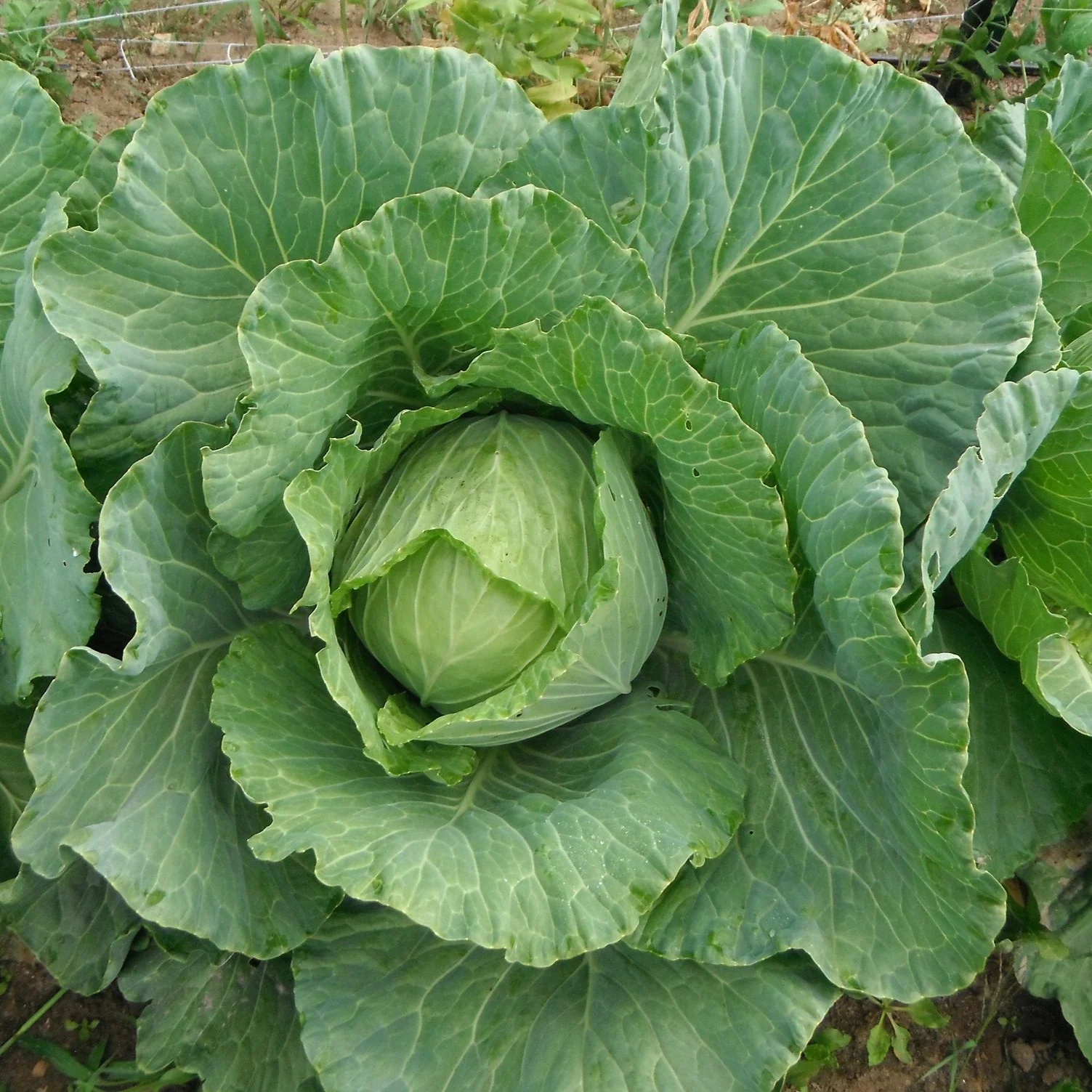 Cabbage | Copenhagen Market (Mid) - Image 2