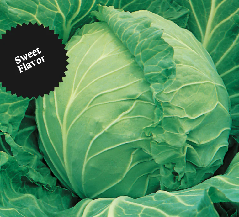 Cabbage | Copenhagen Market (Mid) - Image 4