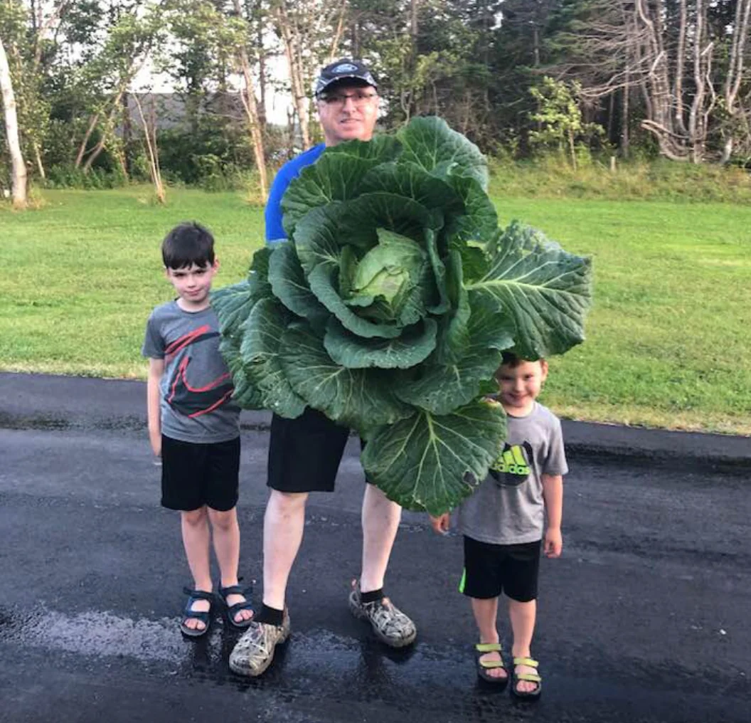 Cabbage | Danish Ballhead (Late)
