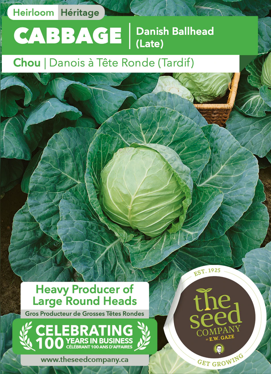 Cabbage | Danish Ballhead (Late) - Image 2