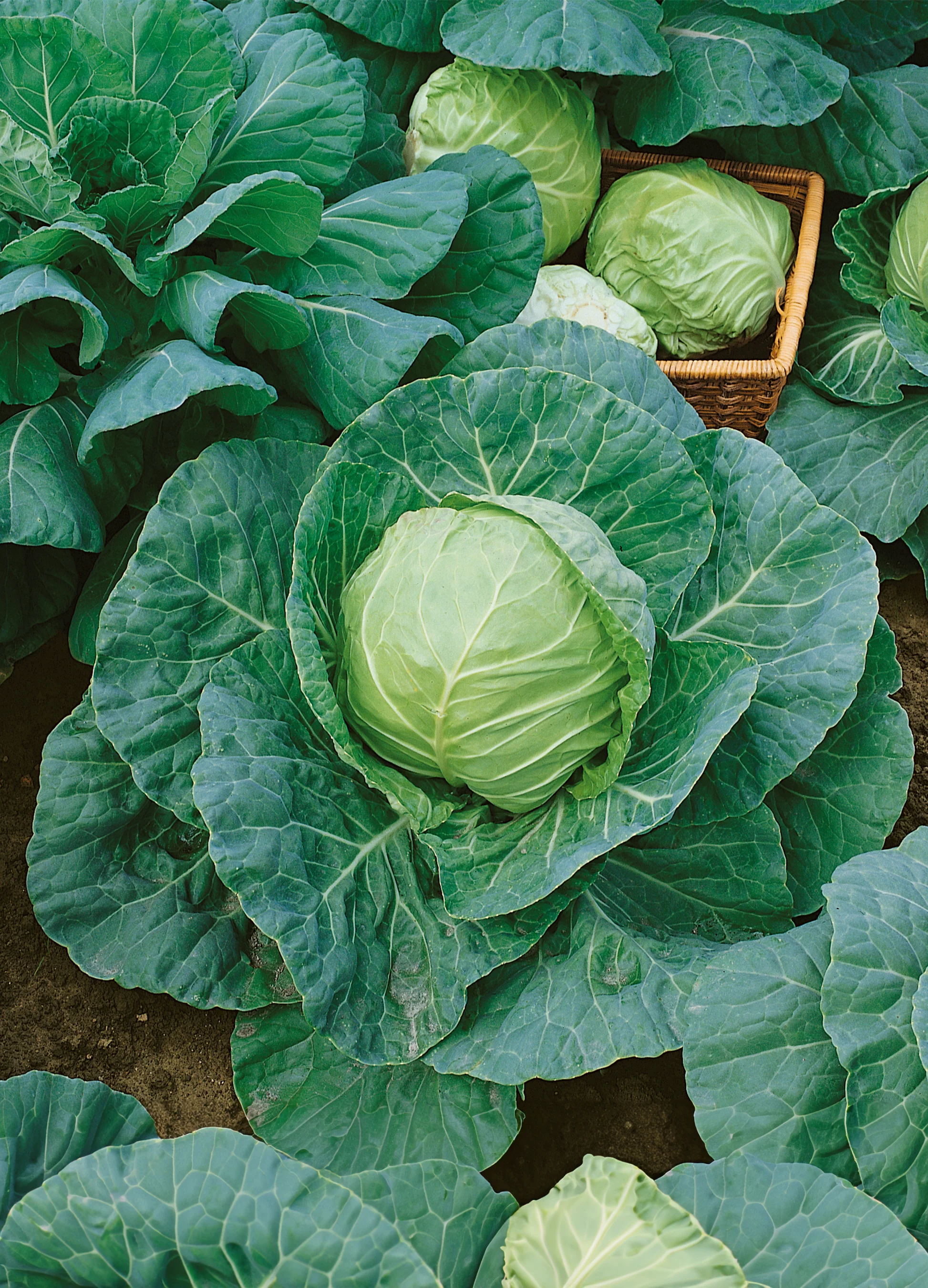 Cabbage | Danish Ballhead (Late) - Image 3