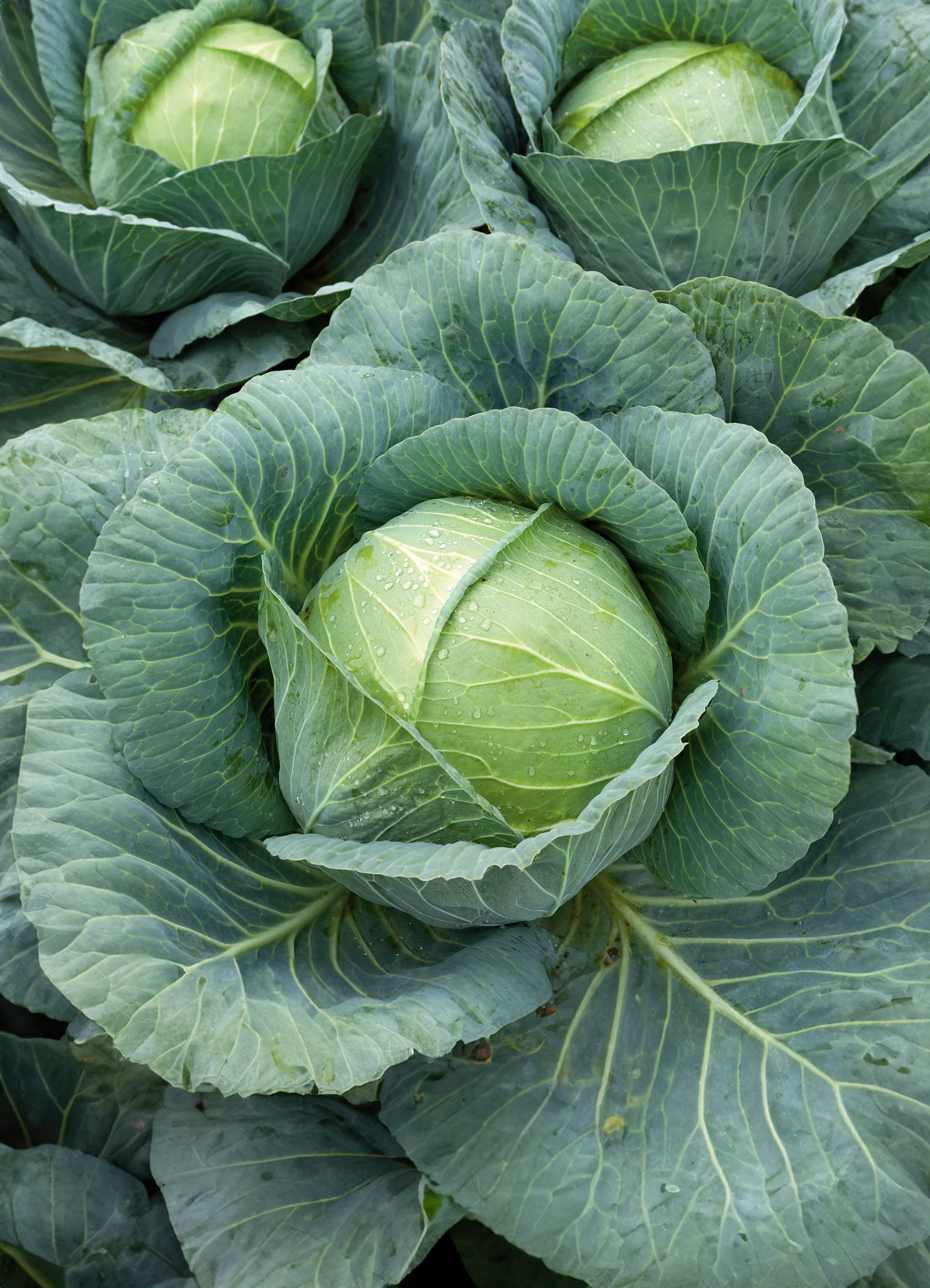 Cabbage | Expect (Late)
