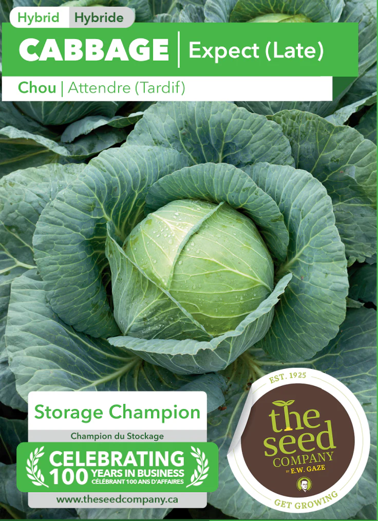 Cabbage | Expect (Late) - Image 2