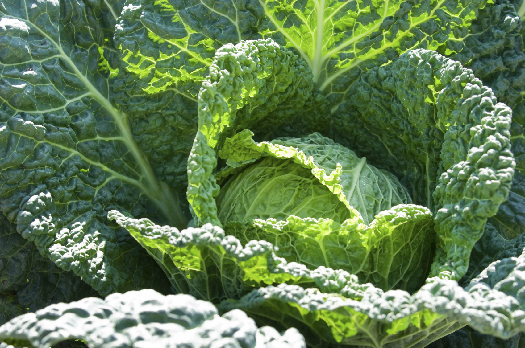 Cabbage | Savoy Express (Early)