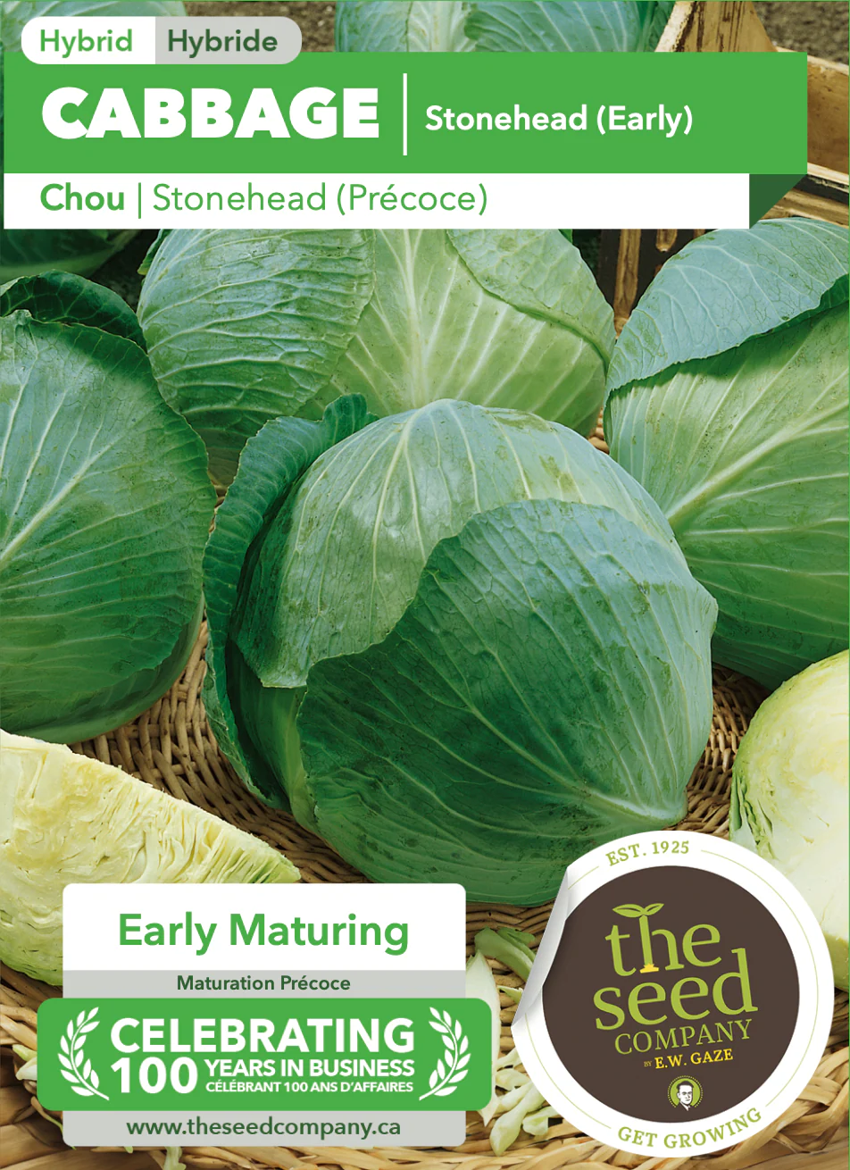 Cabbage | Stonehead (Early) - Image 2
