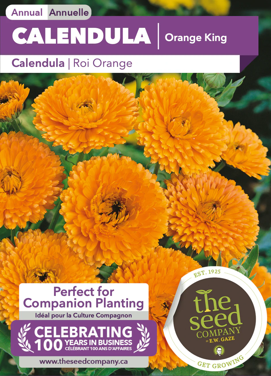 Calendula | Orange King - Image 2