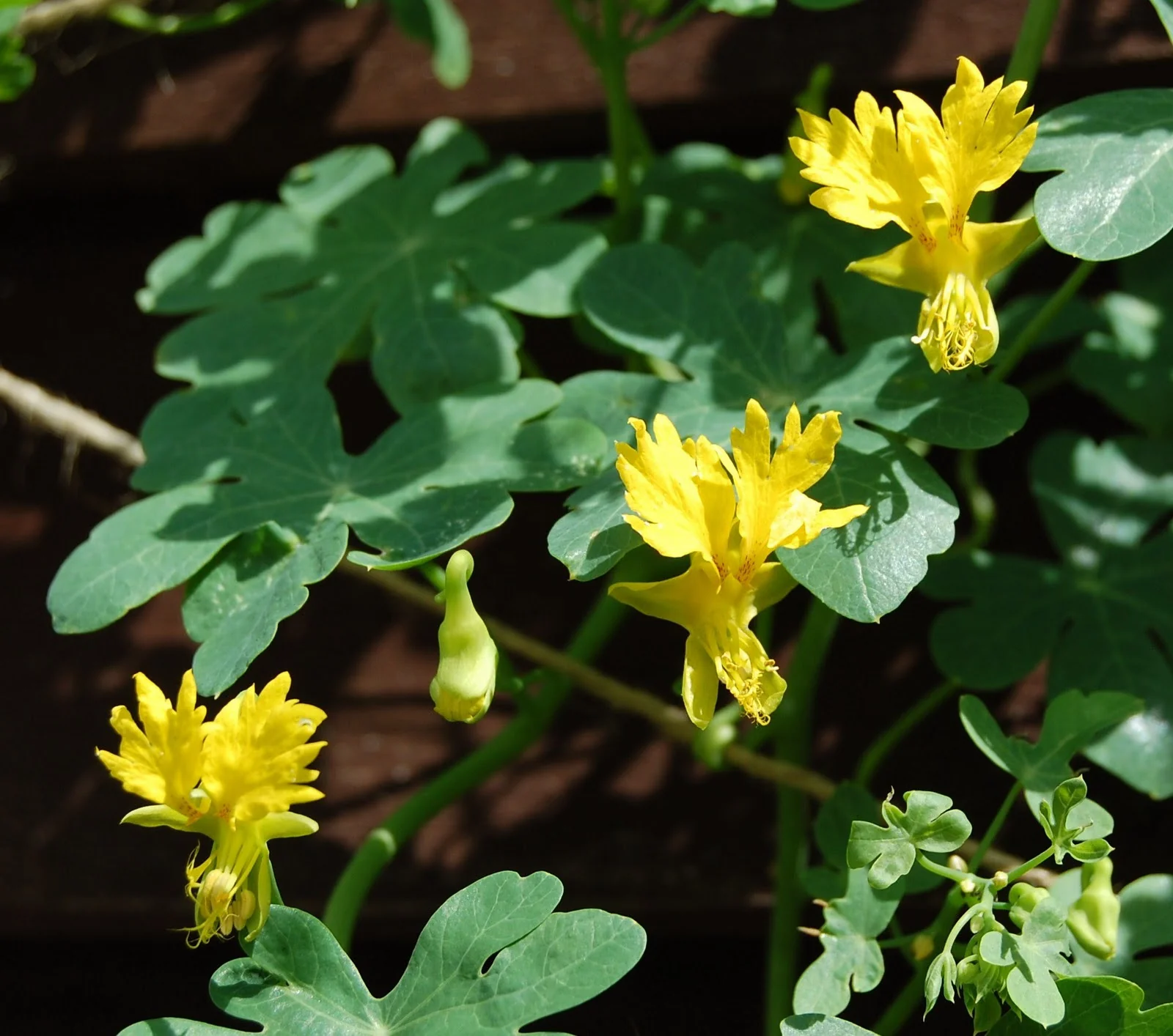 Canary Bird Vine | Canary Creeper