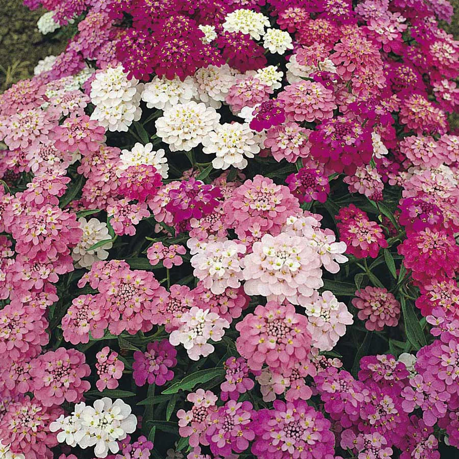 Candytuft | Dwarf Fairy Mix