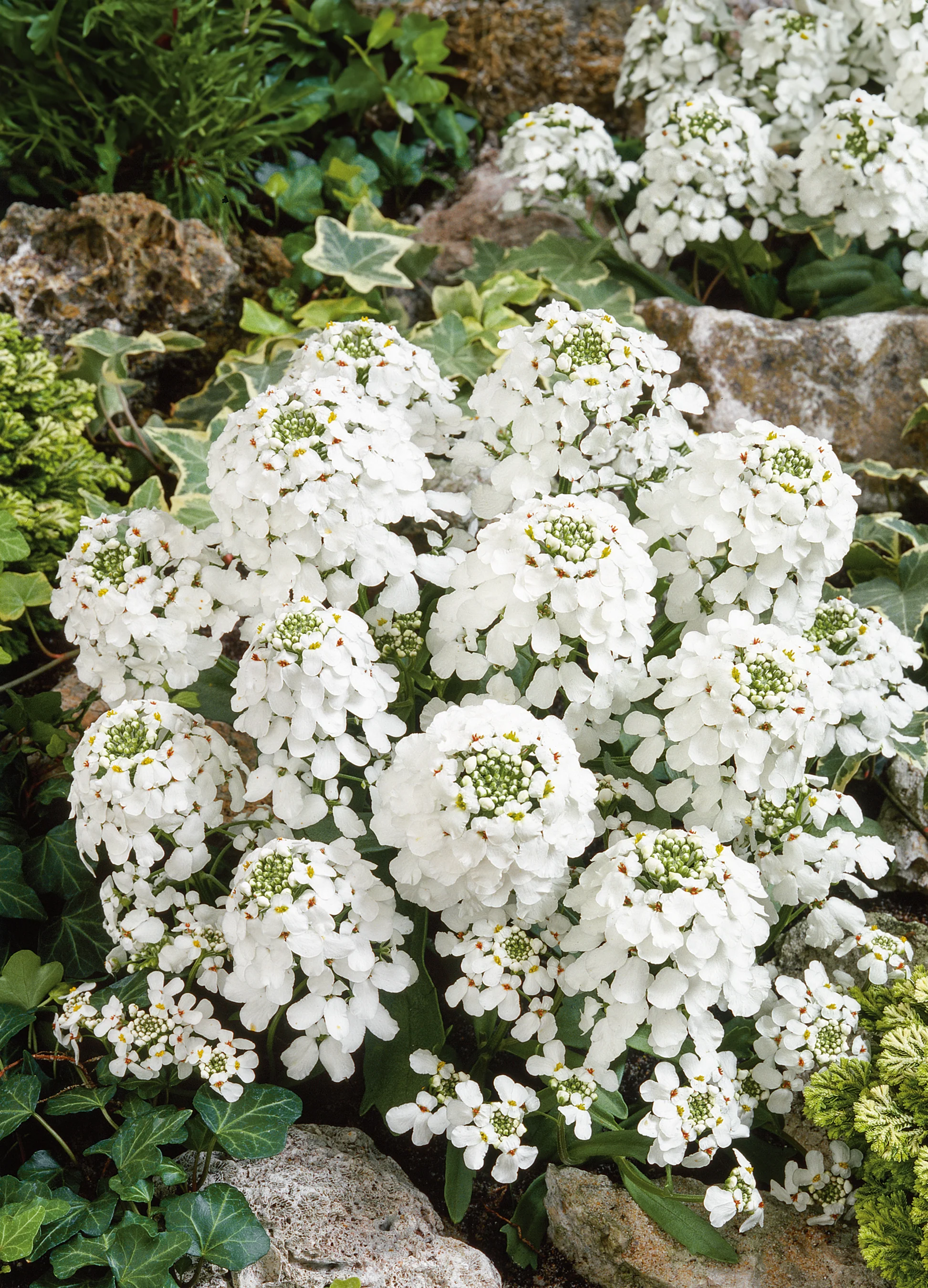 Candytuft | Iberis White