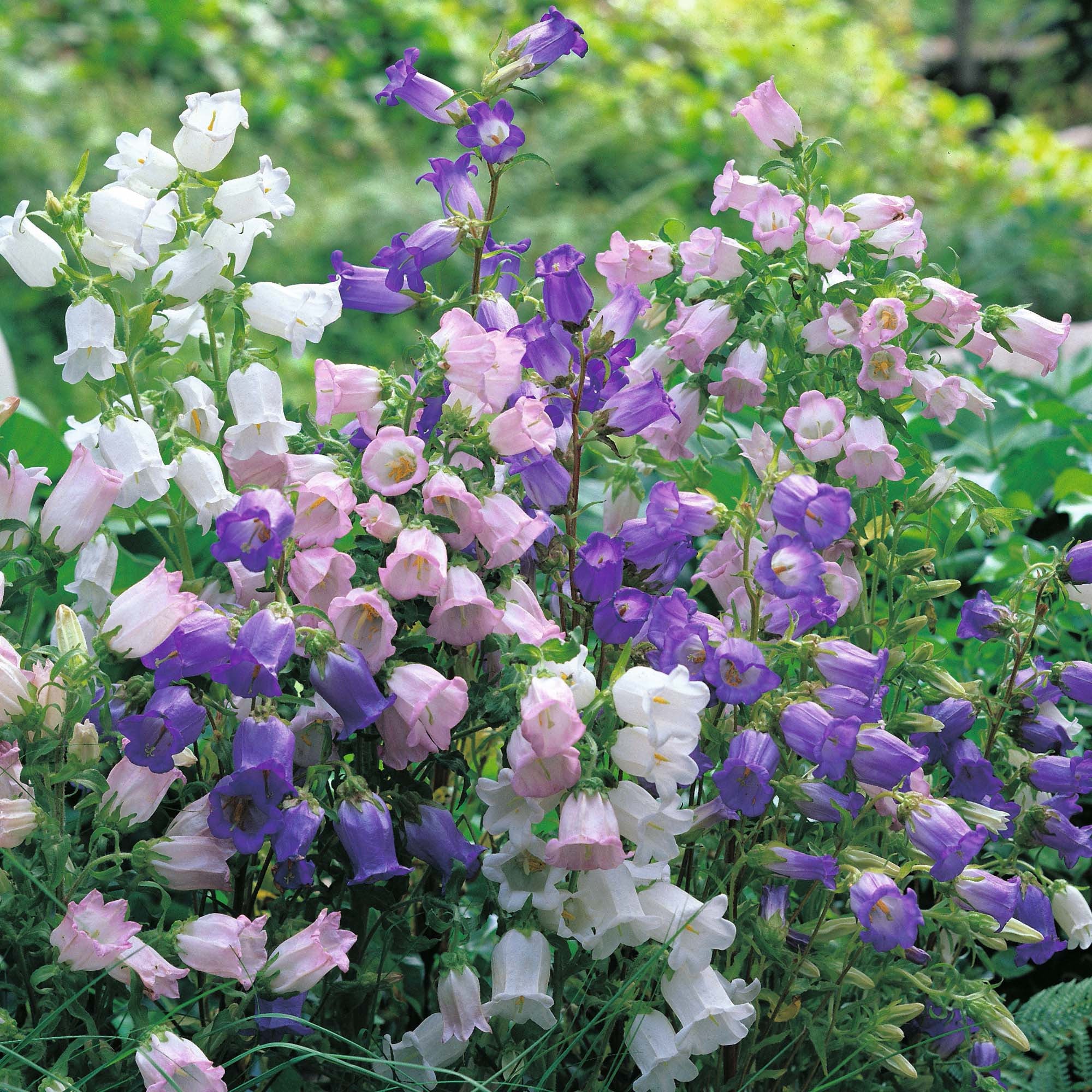 Canterbury Bells | Mixed Colours