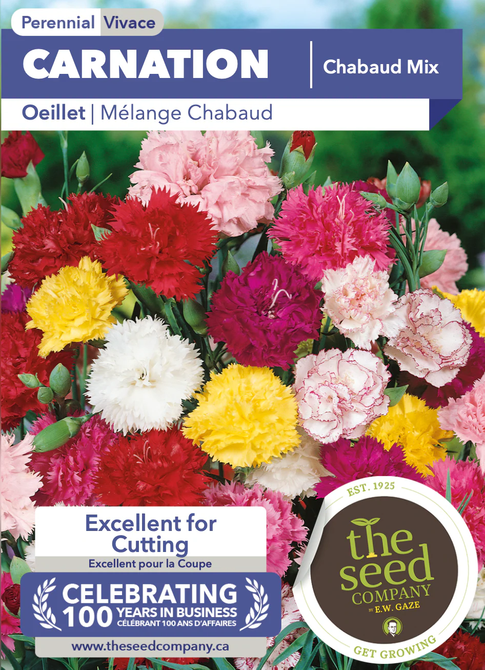 Carnation | Chabaud Mix - Image 2