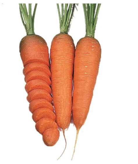 Carrot  | Chantenay ORGANIC