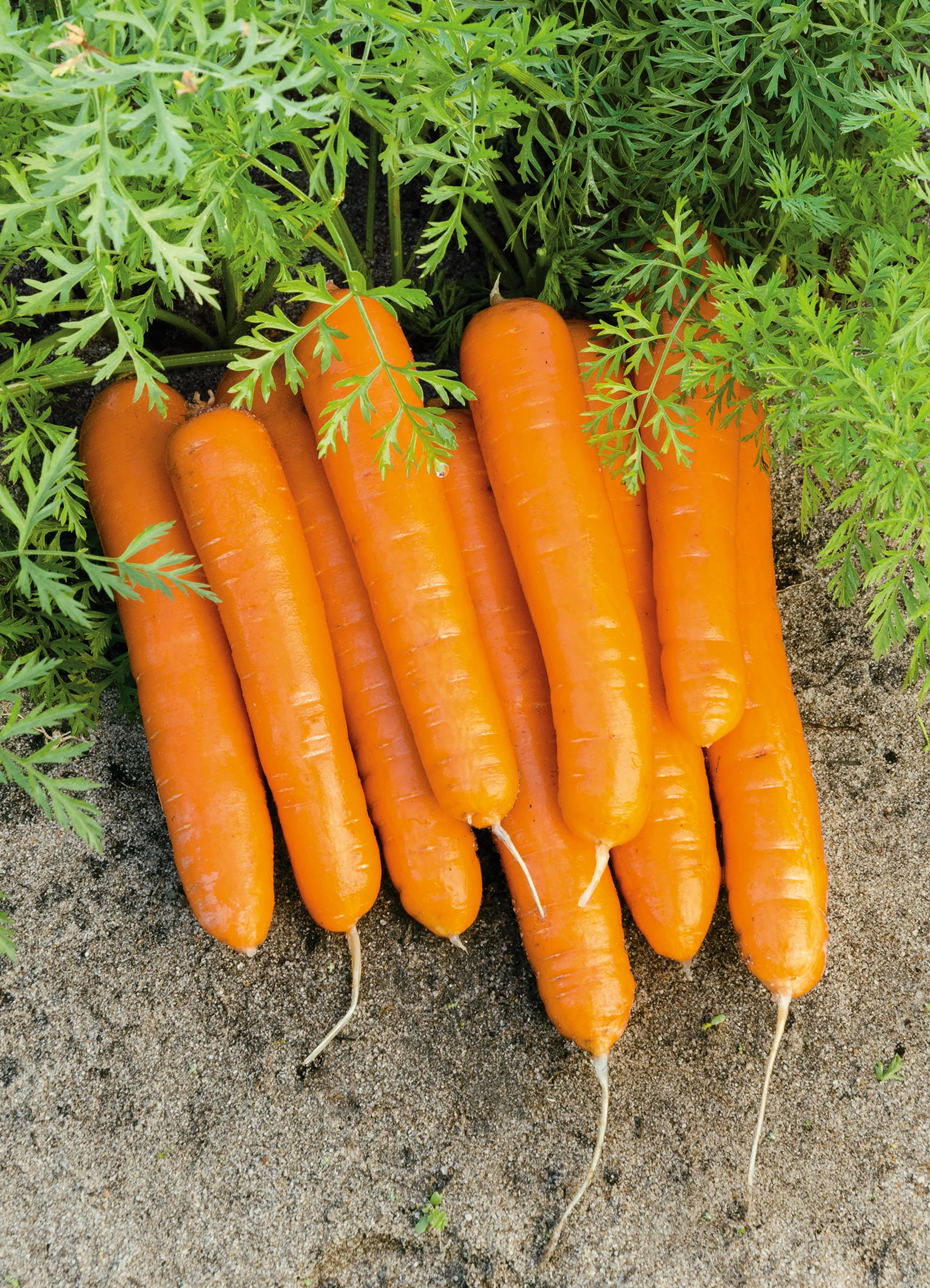 Carrot | Napoli Pelleted - Image 2