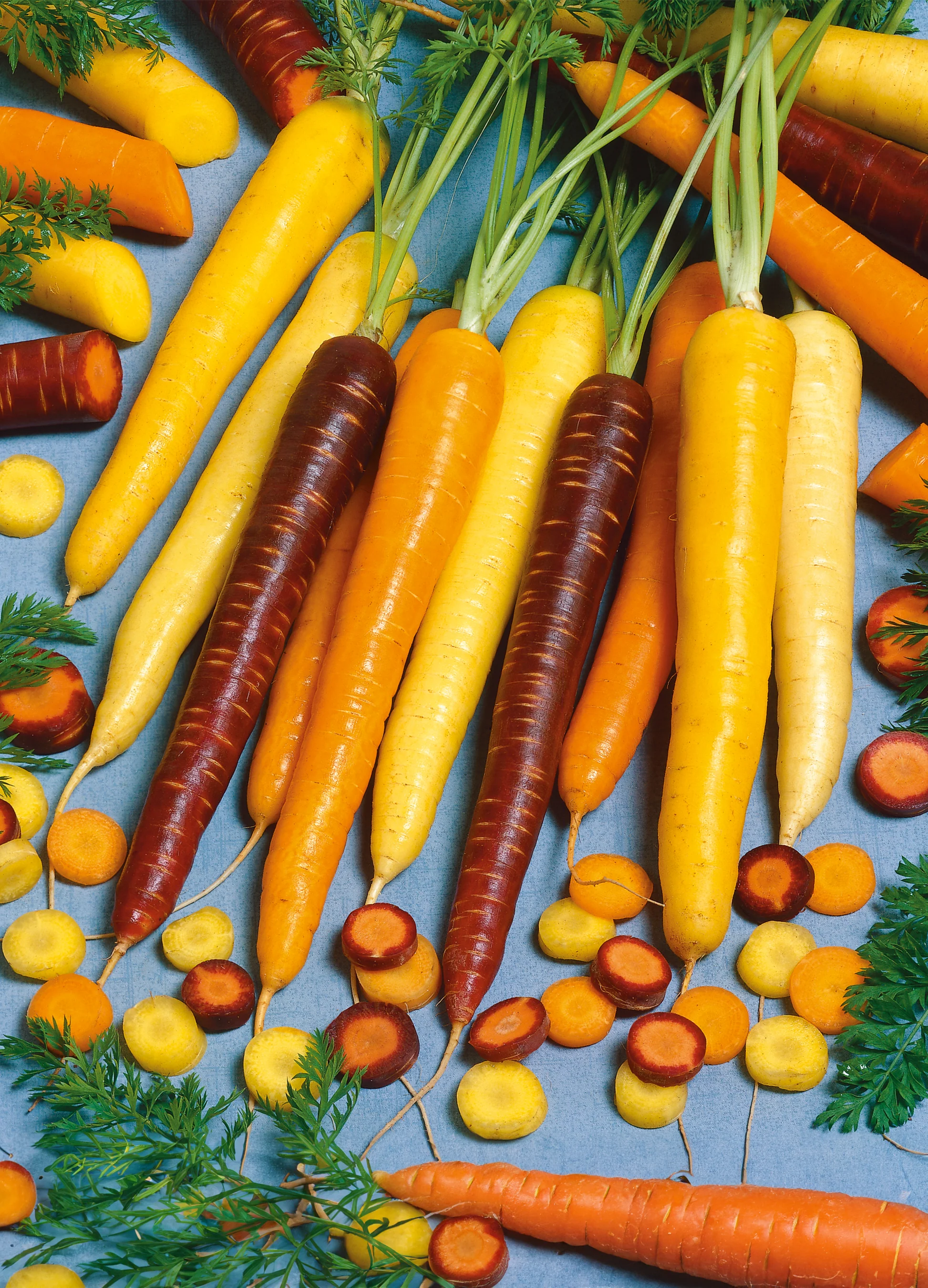 Carrot | Rainbow Blend