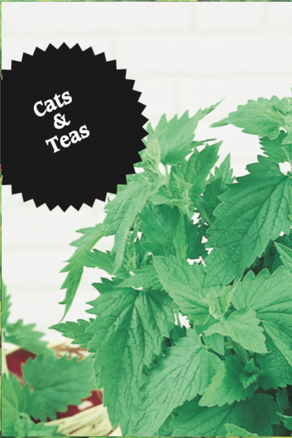 Catnip | Irving's Favourite - Image 2