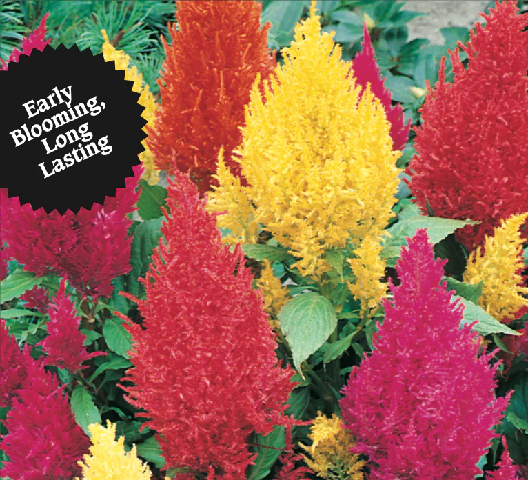 Celosia | Fine Feathered Mix - Image 2