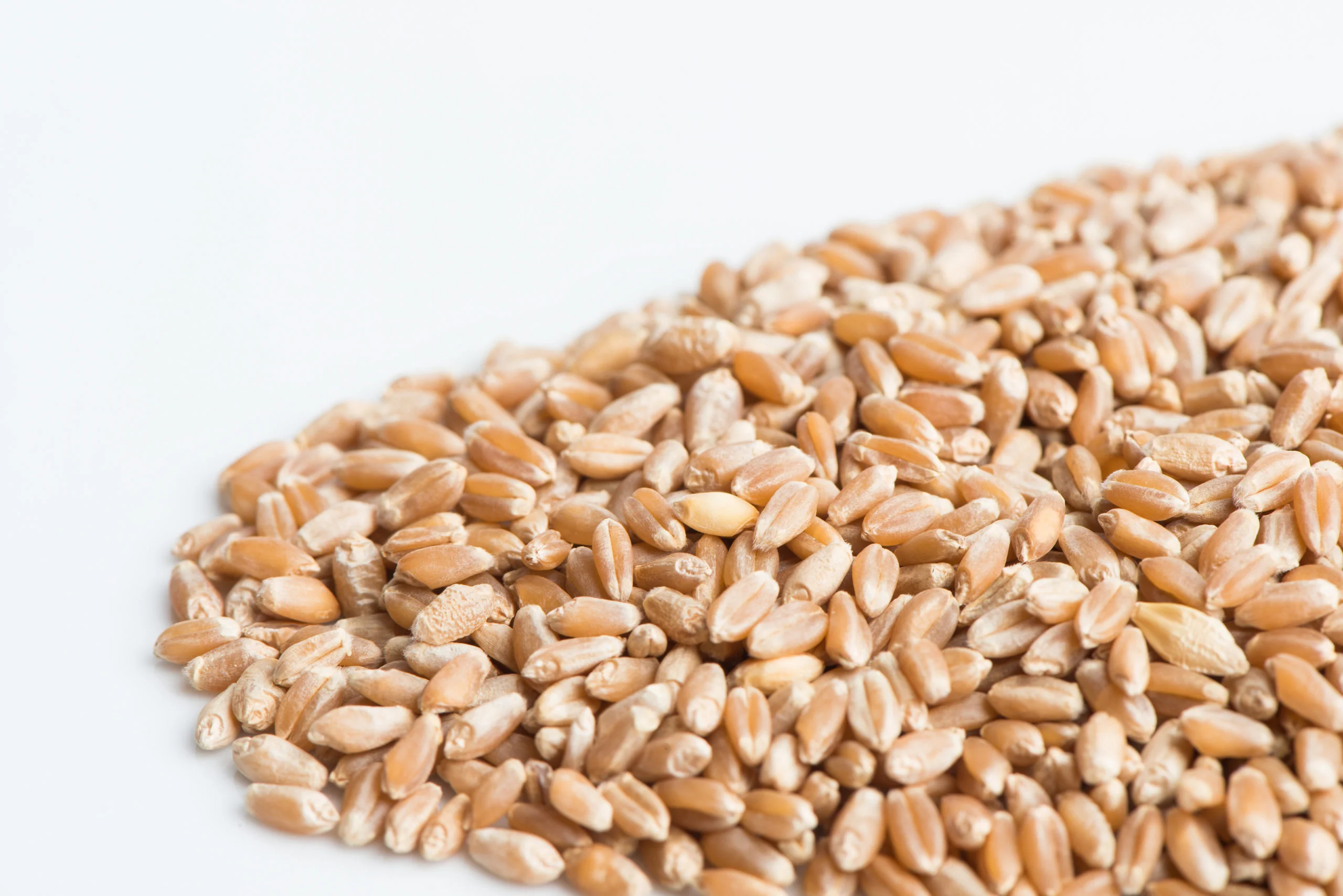 Wheatgrass Sprouting Seeds