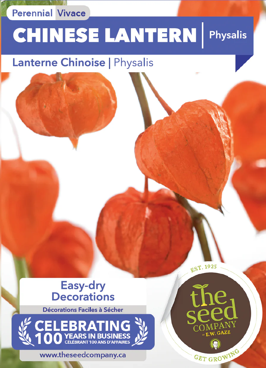 Chinese Lantern | Physalis - Image 2
