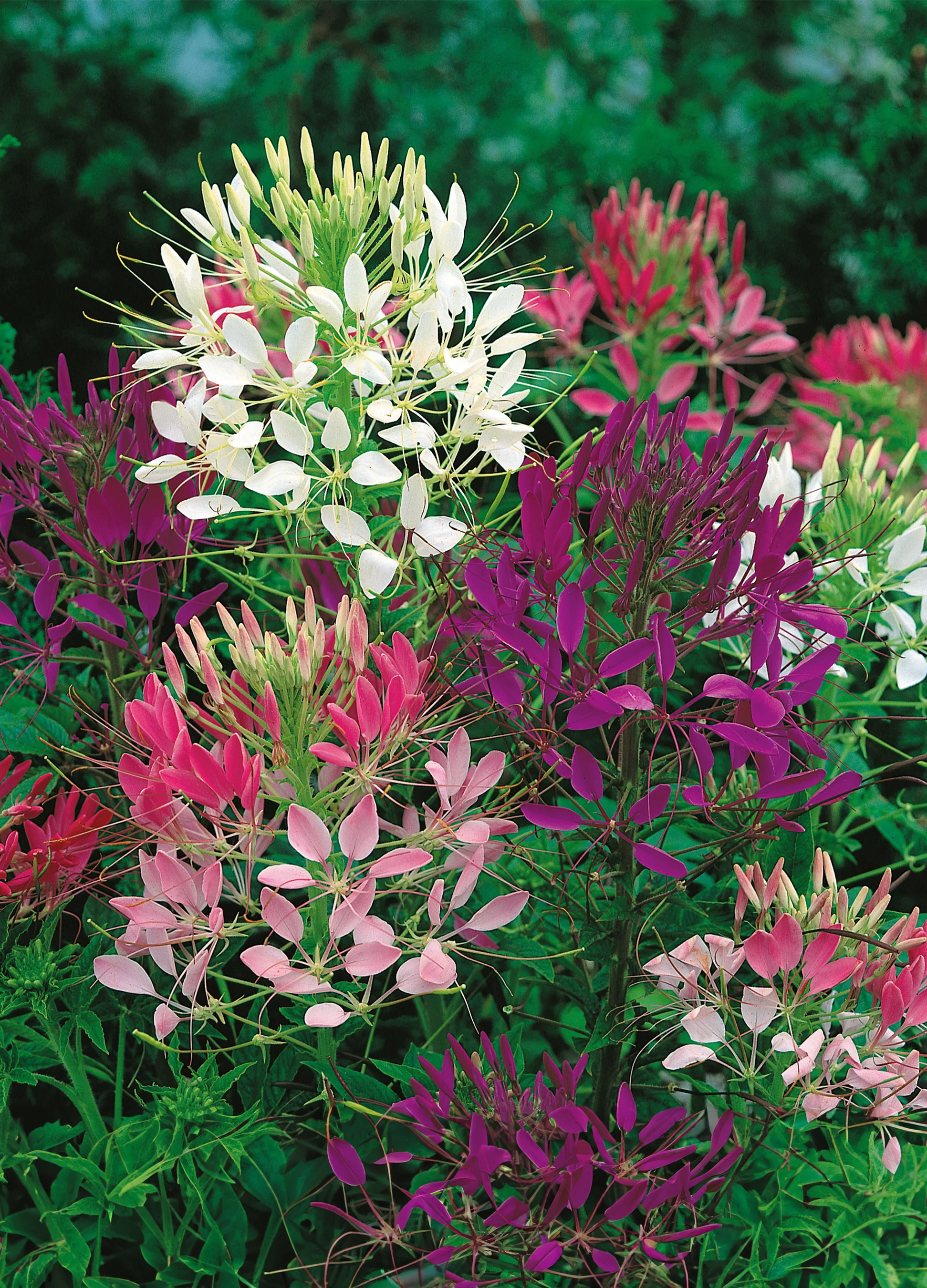 Cleome | Rainbow Fountain Mix
