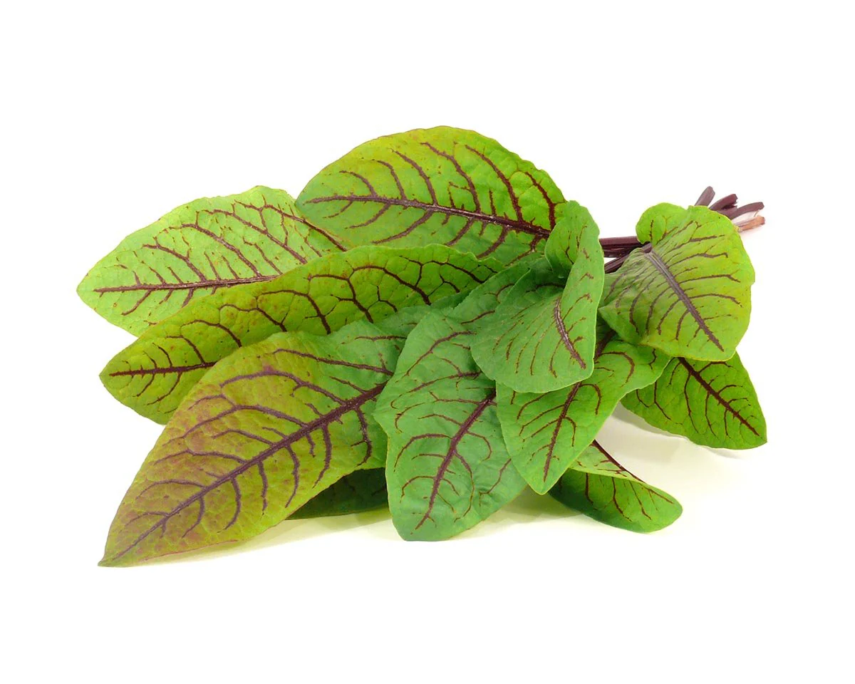 Click & Grow Refill 3-Pack- Bloody Sorrel - Image 2