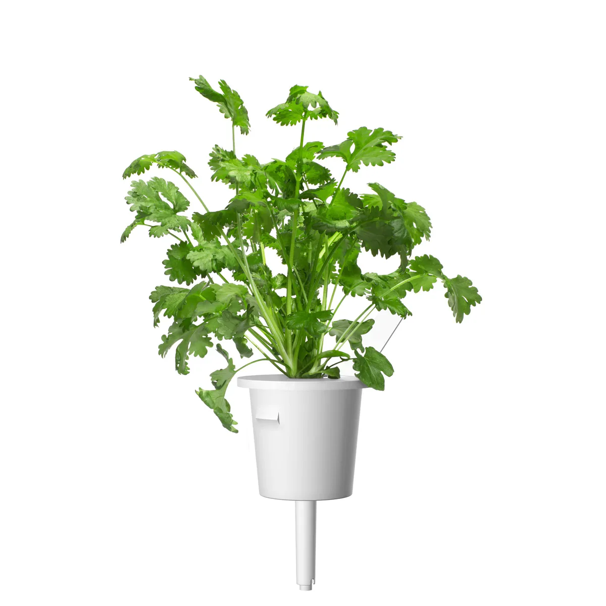 Click & Grow Refill 3-Pack - Cilantro/ Coriander - Image 3