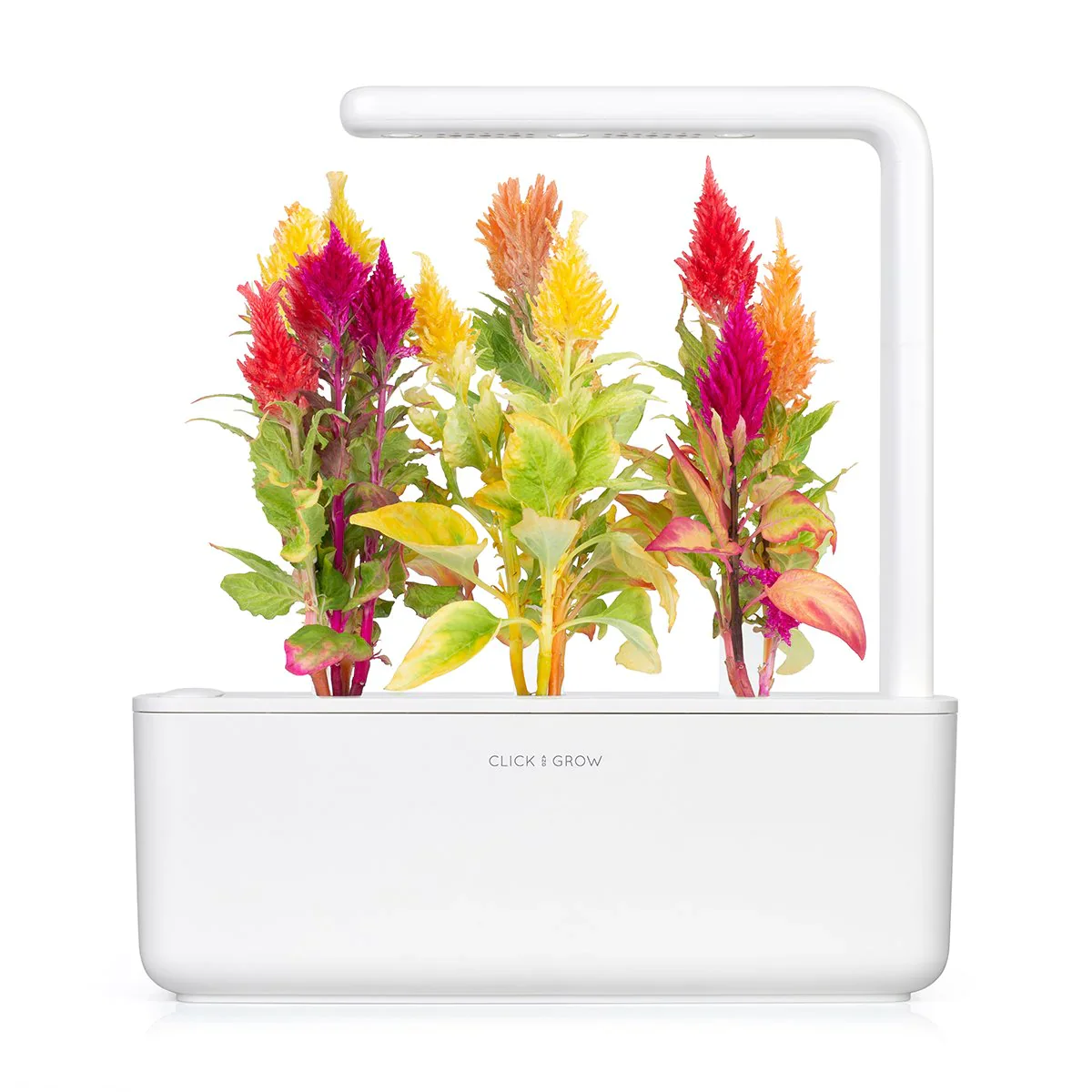 Click & Grow Refill 3-Pack - Cockscomb - Image 2
